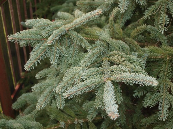 Picea schrenkiana