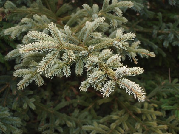 Picea omorika