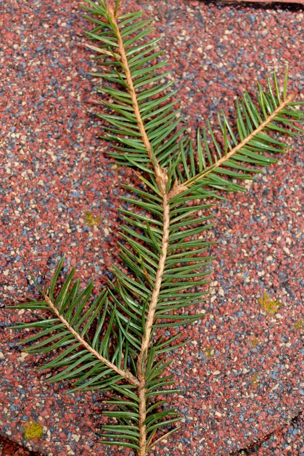Picea abies