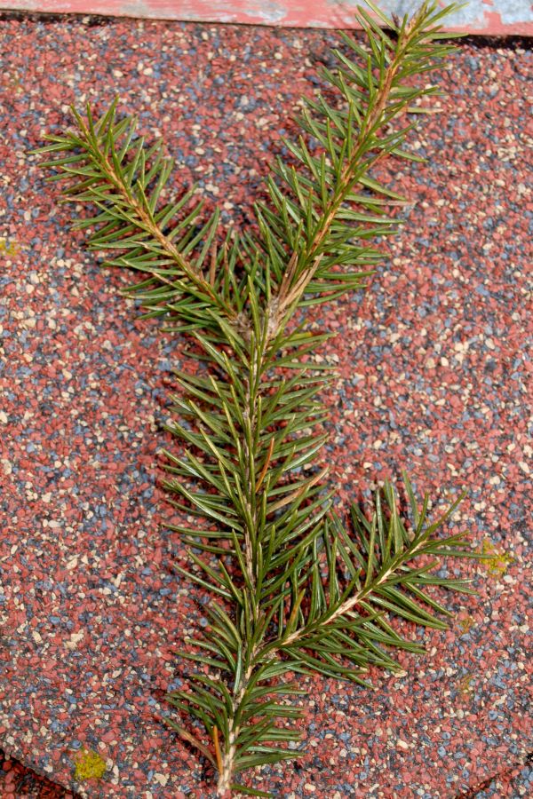 Picea abies