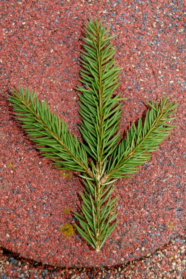 Picea glauca