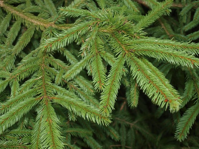 Picea glauca