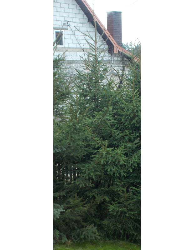 Picea glauca