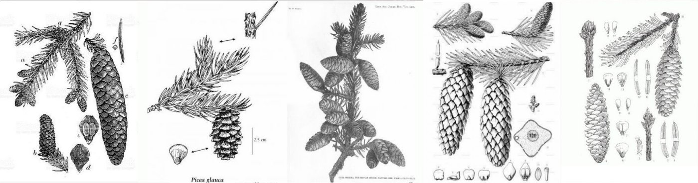 Picea rysunki