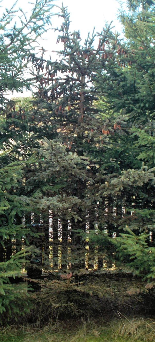 Picea omorika