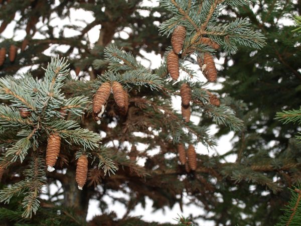 Picea omorika
