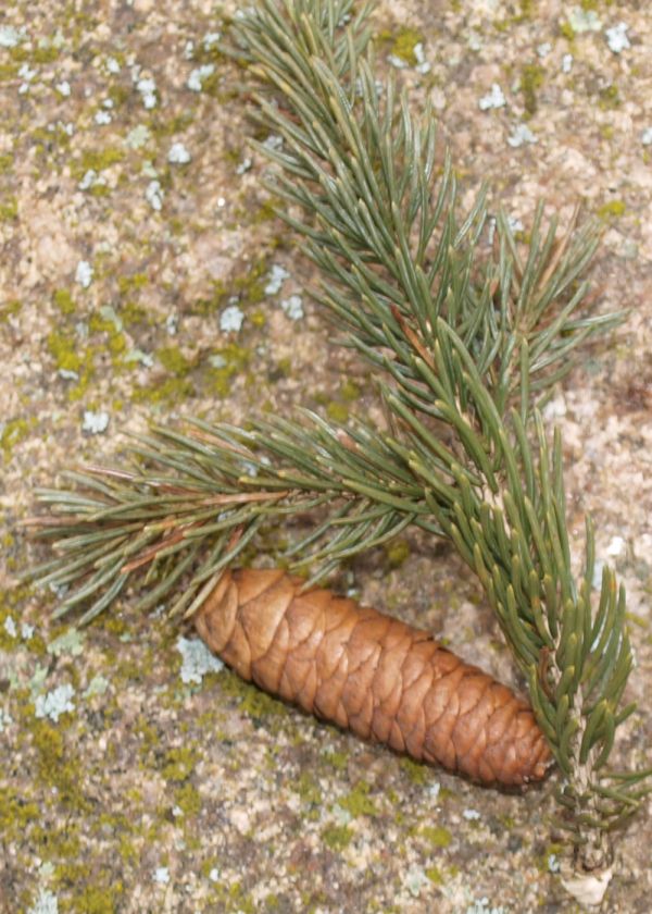 Picea omorika