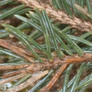 Picea omorika