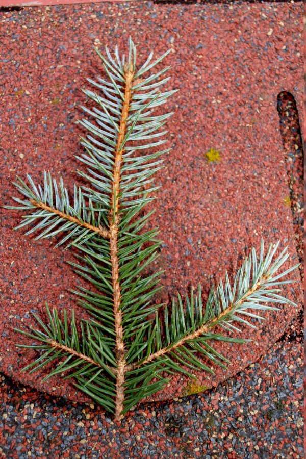 Picea pungens