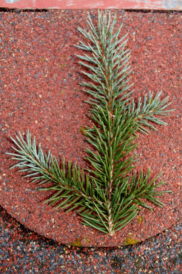 Picea pungens