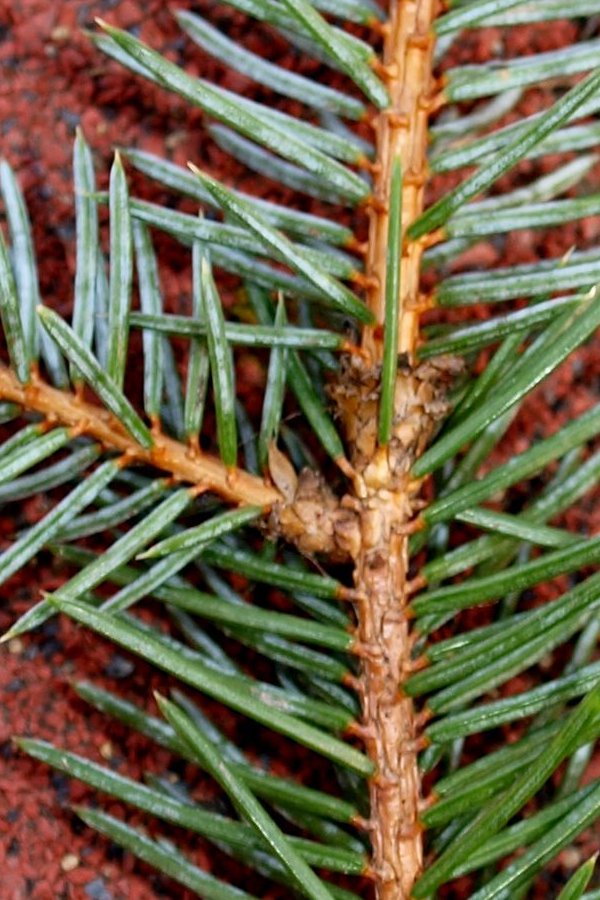 Picea pungens
