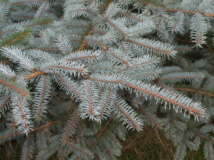 Picea pungens