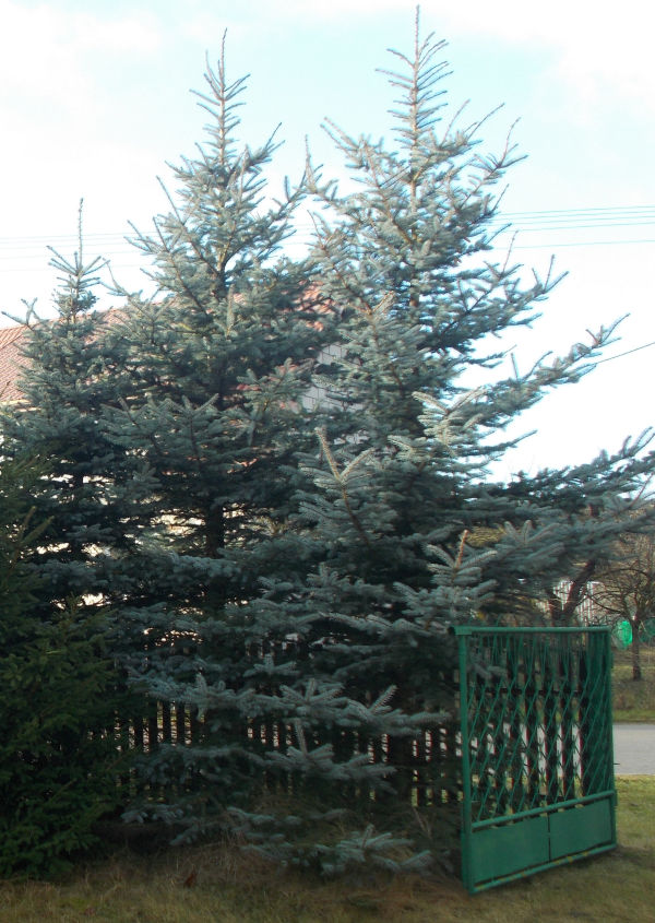 Picea pungens