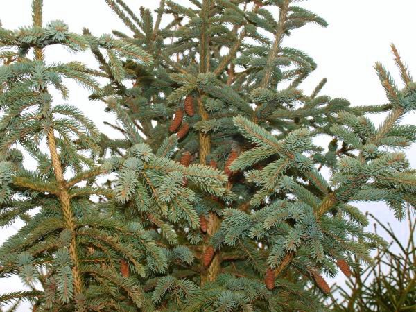 Picea schrenkiana