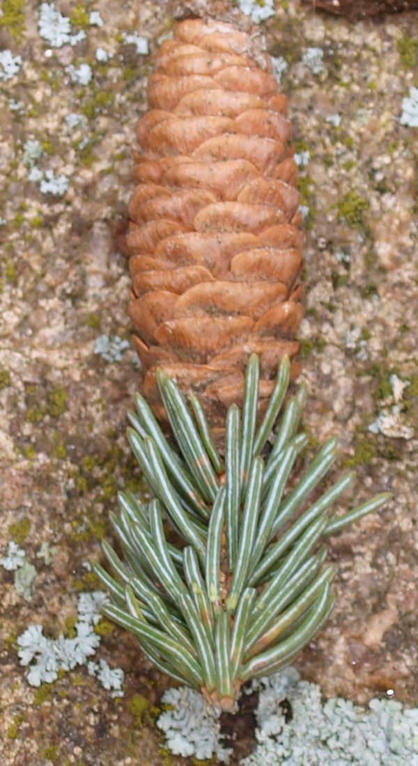 Picea schrenkiana