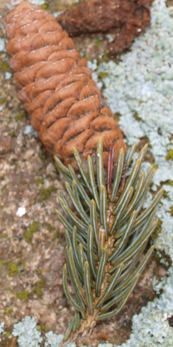 Picea schrenkiana